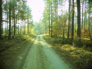 Die meisten Waldwege sind sehr gut ausgebaut