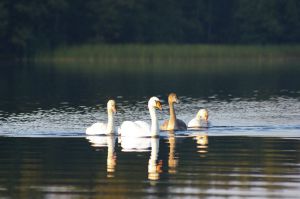 Nachwuchs am Plautziger See