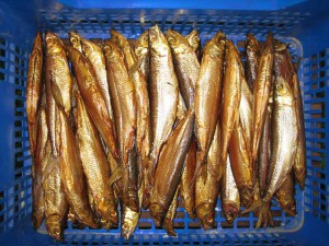 Geräucherte Maränen, eine absolute Delikatesse, in den Fischgeschäften in Olsztynek erhältlich.